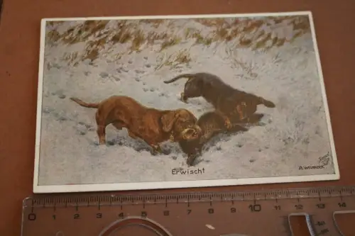 tolle alte  Künstlerkarte - Dackel bei der erfolgreichen Jagd - Weczerzick