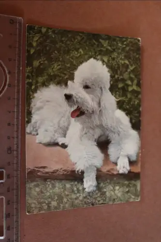 tolle alte Karte - Hund - Pudel weiss - 50er Jahre 