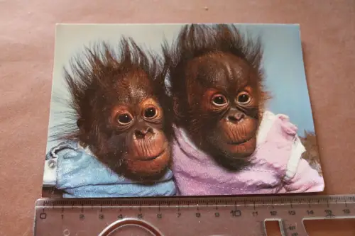tolle alte Karte  Münchener Tierpark Hellabrunner Orang-Utan Zwillinge 