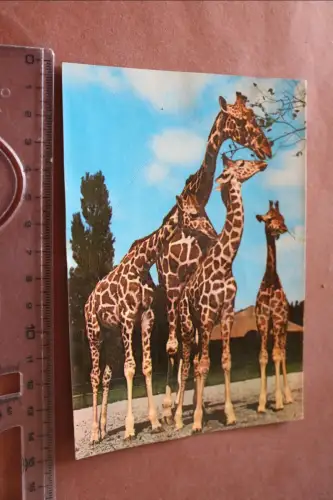 tolle alte Karte - Giraffen  - Münchener Tierpark Hellabrunn - 70er