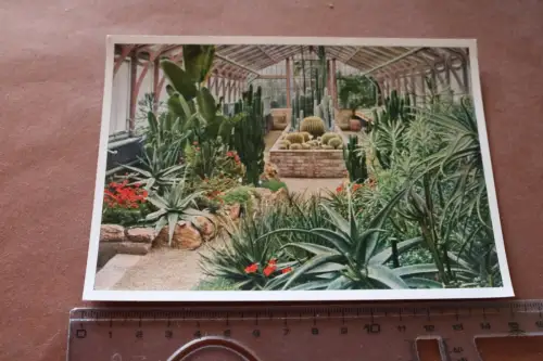 tolle alte Karte - Partie Kakteenhaus Wilhemina Stuttgart - Bad Cannstatt