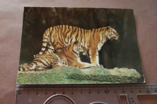 tolle alte Karte - Sibirische Tiger - Münchener Tierpark Hellabrunn - 70er Jahre