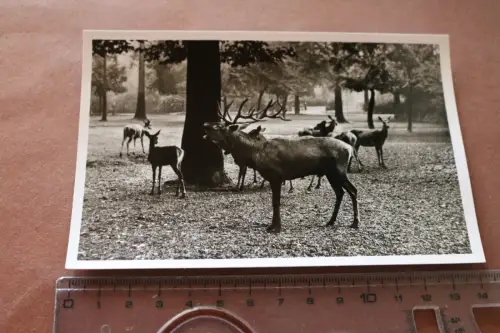 tolle alte Karte - Rothirsche   - Münchener Tierpark Hellabrunn - 60-70er Jahre 