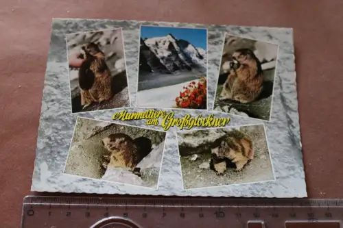 tolle alte Karte - Murmeltiere am Großglockner 1967