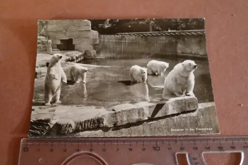 tolle alte Karte -  Tiergarten Nürnberg  Eisbären im Freigehege  1964