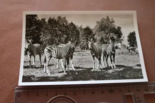 tolle alte Karte Steppen-Zebras - Münchener Tierpark Hellabrunn - 60-70er Jahre 