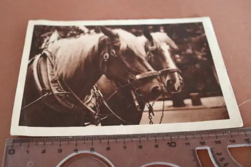 tolle alte Karte - Portrait Pferde -  Treue Pferde - 1939 