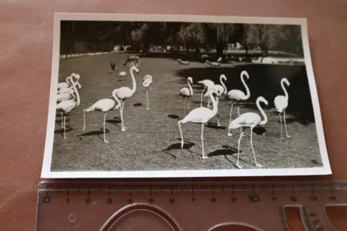 tolle alte Karte - Flamingos  - Münchener Tierpark Hellabrunn - 60-70er Jahre 