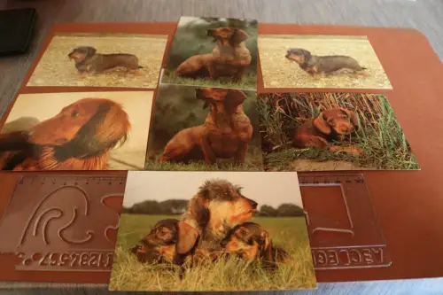 sieben tolle alte Karten - verschiedene Dackel - Dackelrassen 