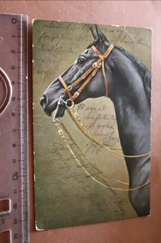 tolle alte Karte - Portrait Pferd -  Pferdekopf - 1908 