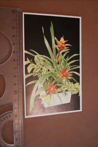 alte Sammelkarte ? Blumentips Chifonet - Tip 42 