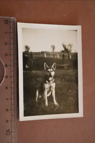 tolles altes Foto Hund - Deutscher Schäferhund ? 30-40er Jahre