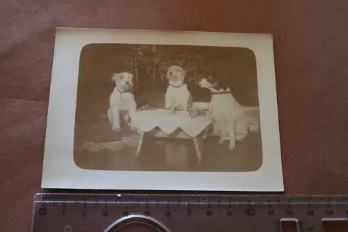 tolles altes Foto - drei Hunde feiern Weihnachten  - 20-30er Jahre 