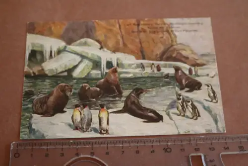 tolle alte Karte - Carl Hagenbeck´s Tierpark - Stellingen-Hamburg  Walrosse 