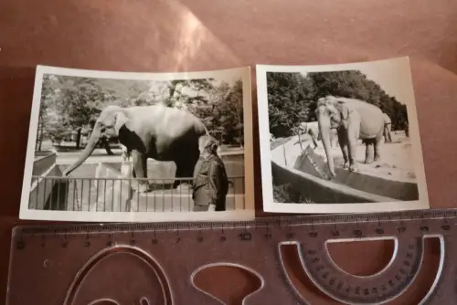 zwei alte Foto - Elefanten im Zoo - Ort ??? 60er Jahre 