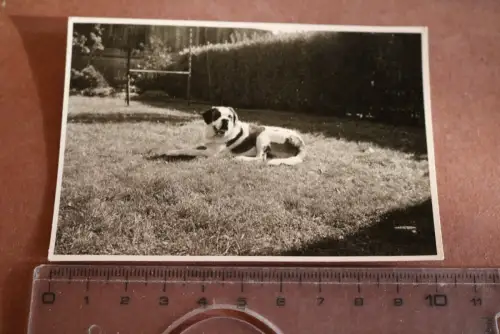 tolles altes Foto  Hund liegt auf Rasen - Rasse ? 30-50er Jahre 