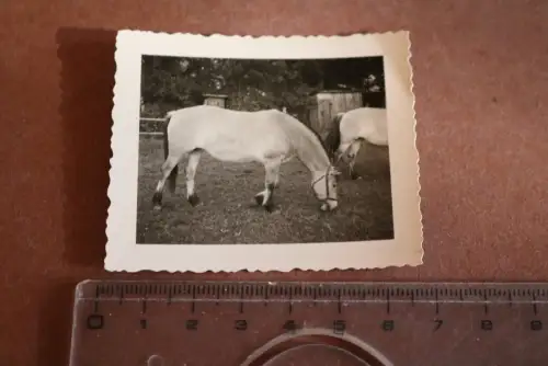 tolles altes Foto  Pferd am grasen - Fjordpferd ?? 30-40er Jahre 