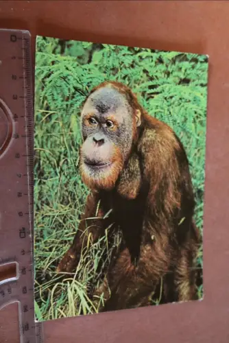 tolle alte Karte Tierpark Berlin - Orang-Utan Jussup 