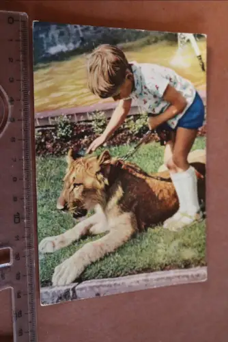 tolle alte Karte Tierpark ?? Junge mit Löwe 