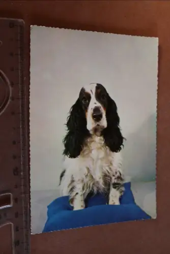 tolle alte Karte Portrait Hund - Cocker Spaniel 