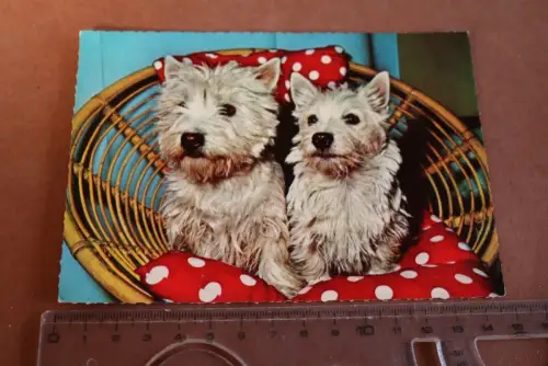 tolle alte Karte Portrait Hund - West Highland White Terrier