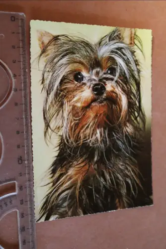tolle alte Karte Portrait Hund - Yorkshire Terrier 