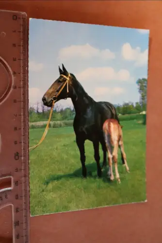 tolle alte Karte Portrait Pferd Stute mit Fohlen (2) 60-70er Jahre 