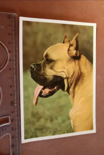 tolle alte Karte Portrait Hund - Deutscher Boxer 