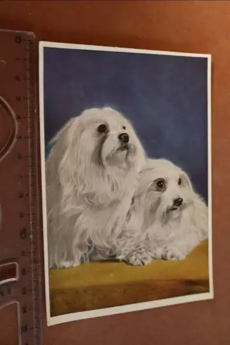 tolle alte Karte Portrait Hund - Malteser 
