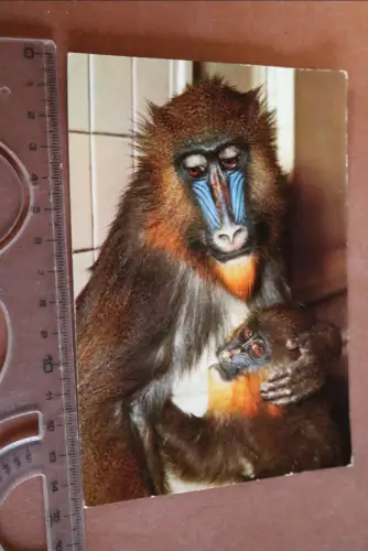 tolle alte Karte Zoologischer Garten Berlin - Mandrill 