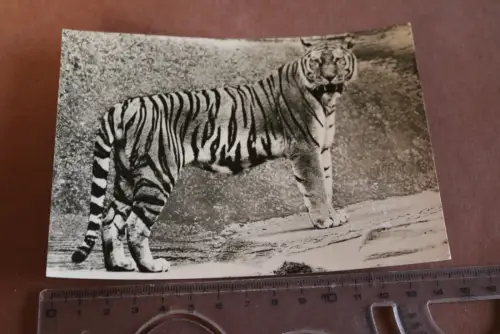 tolle alte Karte Zoo Leipzig ??? -  Sibirischer Tiger 