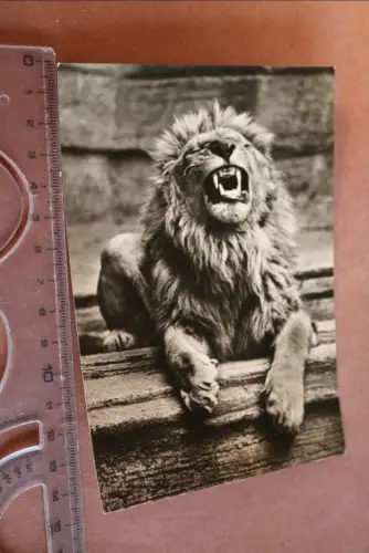 tolle alte Karte Zoo Leipzig ??? -  Löwe