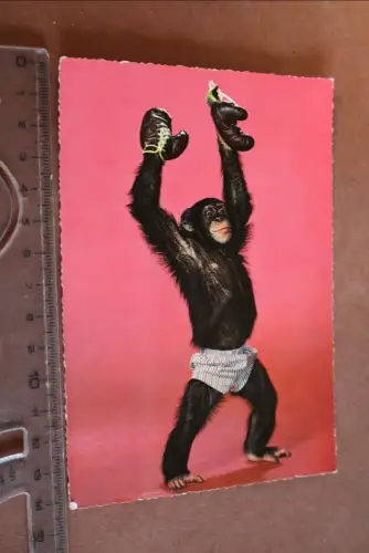 tolle alte Karte Zoo Schimpanse  Affe mit Boxhandschuhen 