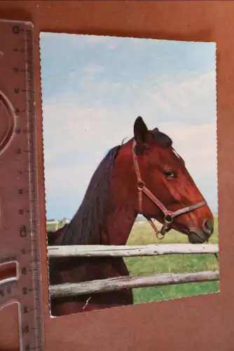tolle alte Karte Portrait Pferd - (2)  60-70er Jahre 