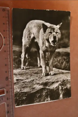 tolle alte Karte Heulender Hallstromhund  - Tierkalender 1979 