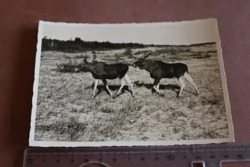 tolle alte Karte - Krauskopf - Kurische Nehrung –  Elche Brunft  - 30-40er Jahre