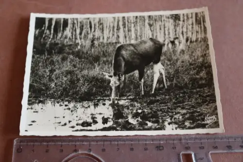 tolle alte Karte - Krauskopf - Kurische Nehrung – Elchtier  30-40er Jahre