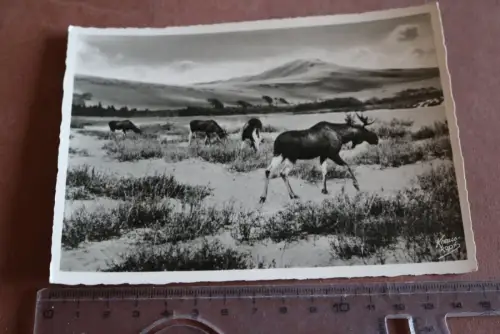 tolle alte Karte - Krauskopf - Kurische Nehrung – Elche Dünen 30-40er Jahre