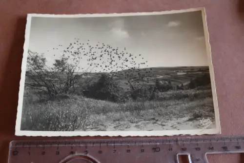 tolle alte Karte - Krauskopf - Kurische Nehrung –  Vogelzug   30-40er