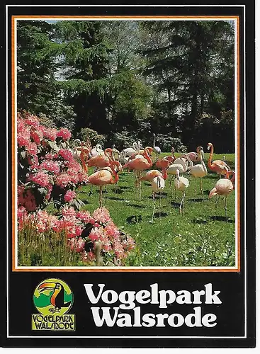 Ansichtskarte Vogelparkt Walsrode - Flamingowiese - gelaufen 1994