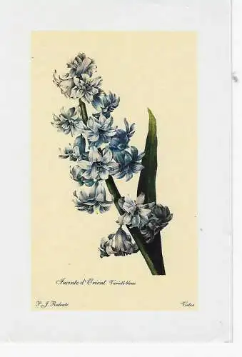 Jacinthe d'Orient Varieté bleue - nicht gelaufen