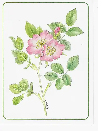 Landesforeningen for Hjerte - og Lungesyke - nicht gelaufen