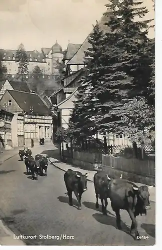 Ansichtskarte Luftkurort Stolberg / Harz -  Austrieb der Kühe - gelaufen 1960