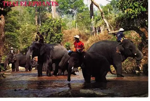 Ansichtskarte Thai Elephants Bathing - Thailand - nicht gelaufen