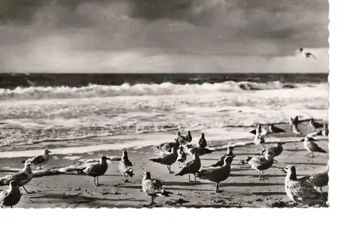 Ansichtskarte Nordseebad Norderney - Möwen am Strand - gelaufen 1956