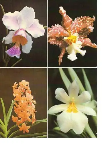 Ansichtskarte Jena - Botanischer Garten der Friedrich-Schiller-Universität - Orchideen - nicht gelaufen