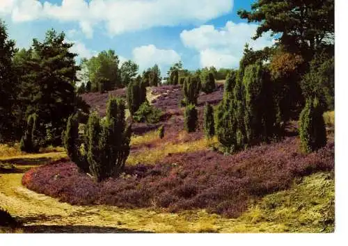 Ansichtskarte Das Naturschutzgebiet Lüneburger Heide - nicht gelaufen