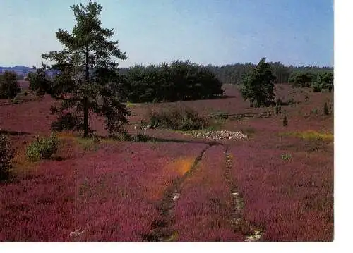 Ansichtskarte Lüneburger Heide - nicht gelaufen