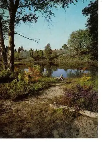 Ansichtskarte Das Naturschutzgebiet Lüneburger Heide - nicht gelaufen