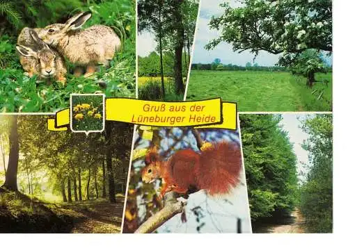 Ansichtskarte Lüneburger Heide - nicht gelaufen